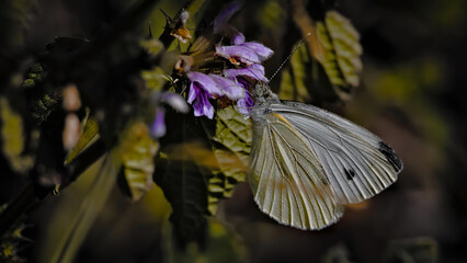 butterfly on a flower