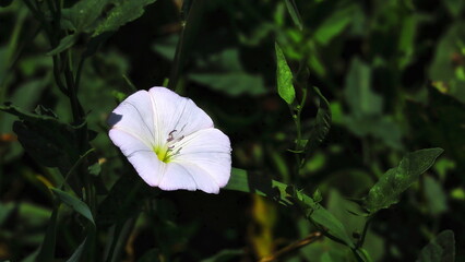flower in the garden