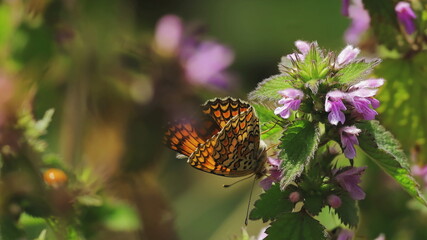 butterfly on flower