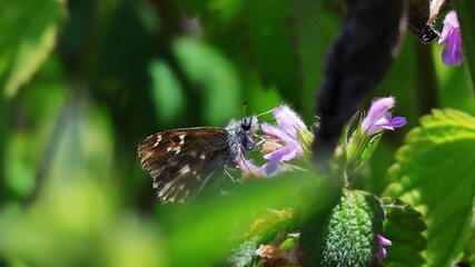 butterfly on a flower