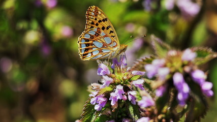 butterfly on flower