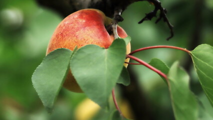apricot on tree