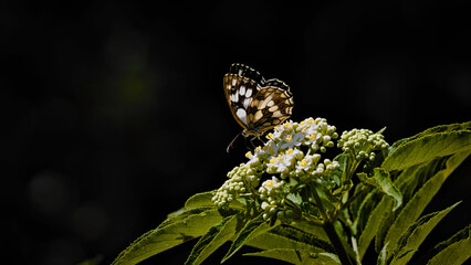 butterfly on flower