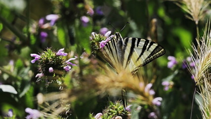 butterfly on a flower