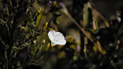 flowers in the garden