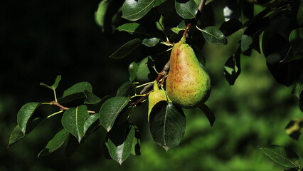 pear on a branch