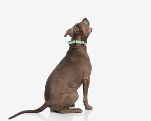 Fototapeta premium back view of curious amstaff looking up, sticking out tongue and panting