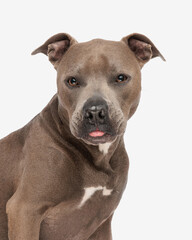 beautiful amstaff dog sticking out tongue and looking at camera
