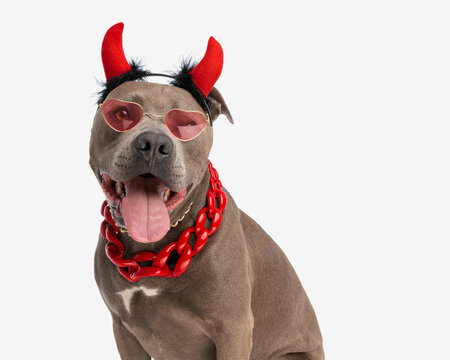 adorable amstaff dog with devil horns, sunglasses and collars panting