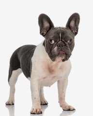 cute french bulldog puppy sticking out tongue and standing