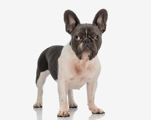 beautiful adult french bulldog standing up and looking forward