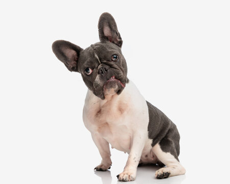 upset french bulldog dog looking forward and growling while sitting