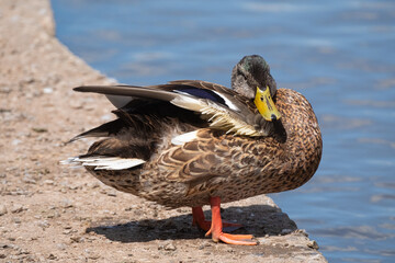 Close-up of a mallard duck (Anas platyrhynchos) standing at the Water Edge showing feather detail 