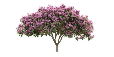 Naklejka premium An enchanting Tabebuia tree adorned with bright flowers and dense foliage against a green grassy scenery