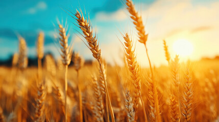 Fototapeta premium A golden wheat field stretching to the horizon, with a farmer harvesting crops under the bright sun