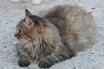 Fluffy gray tabby cat lying on conrete surface, looking right. 