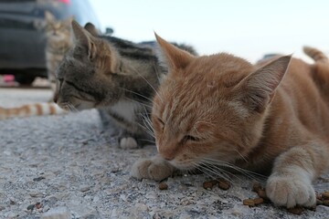 Cinnamon coloured young cat eating dry granules from concrete surface, tabby cat looking right in background. 