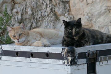 Light cinnammon and tortoiseshell coloured adult cats lying relaxed on top of their aluminium shelter, coastal rock in background. Location south of Pag island, northern Dalmatia, Croatia. 