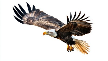 Obraz premium A majestic eagle soaring in the sky, showcasing its powerful wings and sharp features. Perfect for wildlife and nature themes.