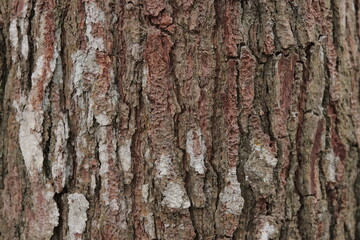 Texture of pine wood fiber