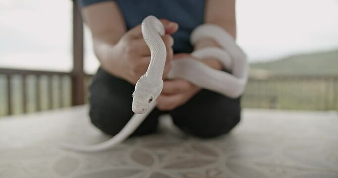 Close up shot of a white snake being held by its owner.