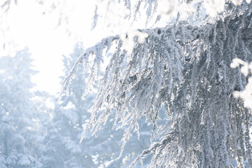 Snow covered trees. Winter forest