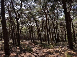 Hiking trail in the Palatinate Forest