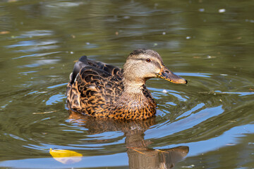 duck swimming in the pond 