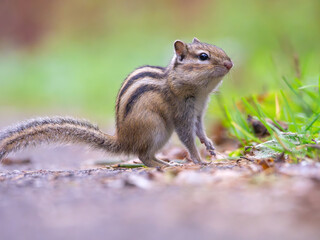 Chipmunk, profile portrait close-up, outdoors