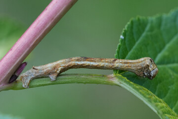 Close-up of a brown inchworm caterpillar of the small engrailed geometer moth, Ectropis...