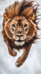 Powerful male lion leaping with intense stare