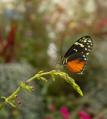 butterfly on flower