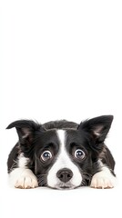 Adorable black and white dog with big eyes lying down against a white background. Perfect for pet-related content or cute animal themes.