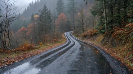 Fototapeta premium A winding road in Fir Forest Park