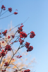 autumn leaves background