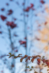 autumn leaves background