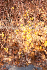 autumn leaves background