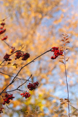 autumn leaves background