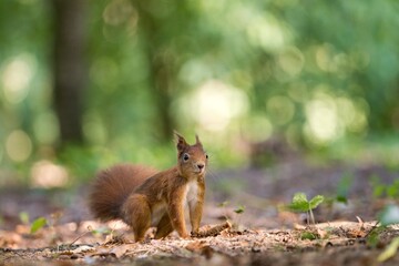 squirrel in the forest