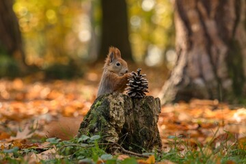 squirrel with a cone