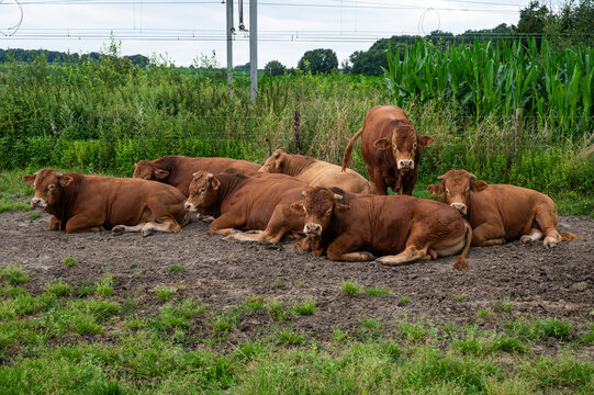 Brown cows resting in the green fields at the Flemish countryside in Boutersem, Flemish Brabant, Belgium