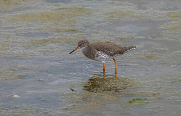 Common Redshank - Tringa totanus