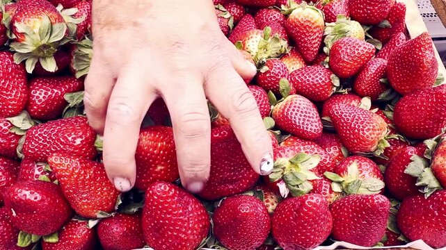 video de Compra de fresas 