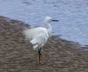 Little egret -Egretta garzetta