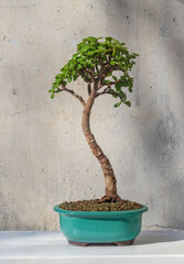 Portulacaria afra bonsai. Stylish plant. Home decor