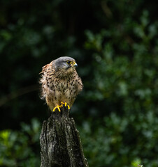Kestrel - Falco tinnunculus