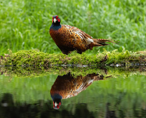 Pheasant cock - Phasianus colchicus