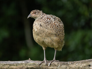 Pheasant hen - Phasianus colchicus