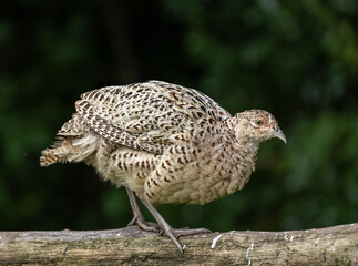 Pheasant hen - Phasianus colchicus