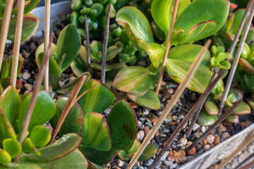 Money tree Crassula Return of beauty variegata. Wall cover. Sukulent. Bonsai style. Plant for home
